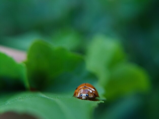 Close-up of ladybug on leaf