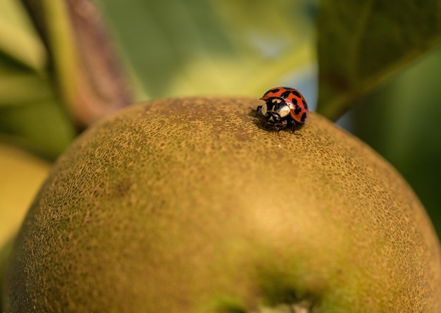 Photo close-up of ladybug on leaf