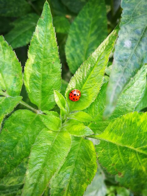 Close-up of ladybug on leaf