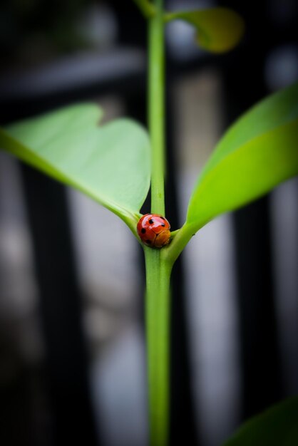 Photo close-up of ladybug on leaf