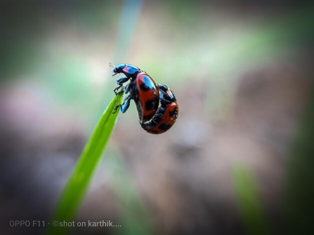 Photo close-up of ladybug on leaf