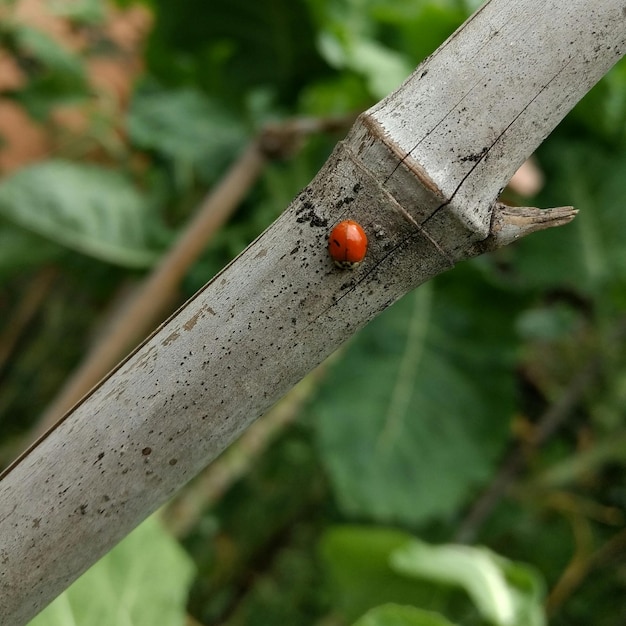 Photo close-up of ladybug on leaf