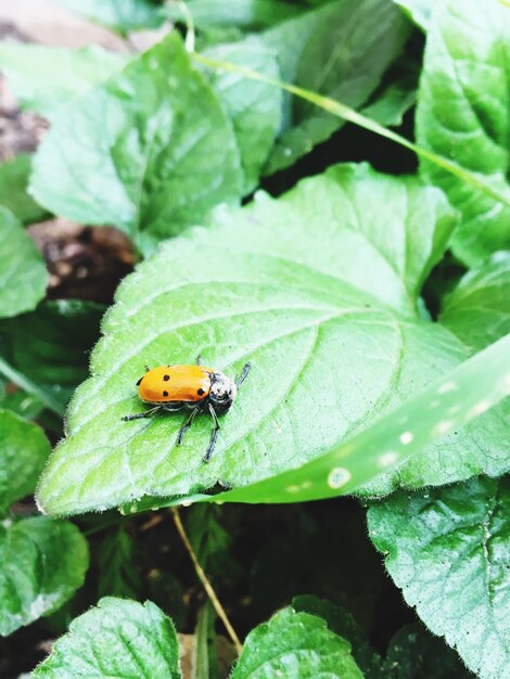 Close-up of ladybug on leaf