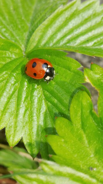 Foto prossimo piano della coccinella sulla foglia