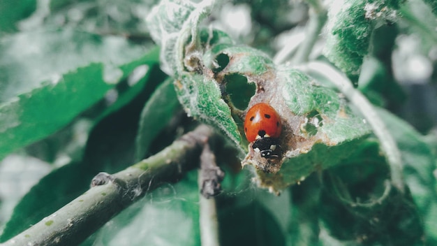 Photo close-up of ladybug on leaf