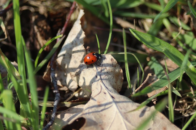 Close-up of ladybug on leaf