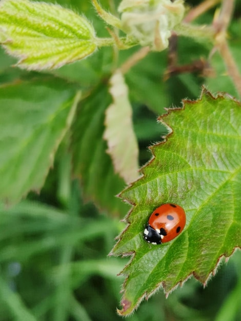 Foto prossimo piano della coccinella sulla foglia