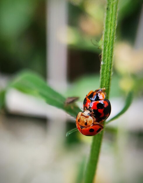 Close-up of ladybug on leaf