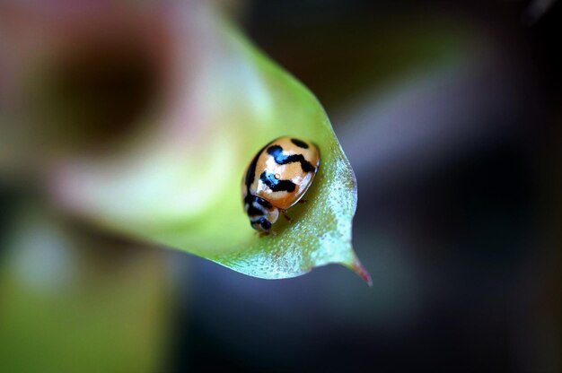 Close-up of ladybug on leaf