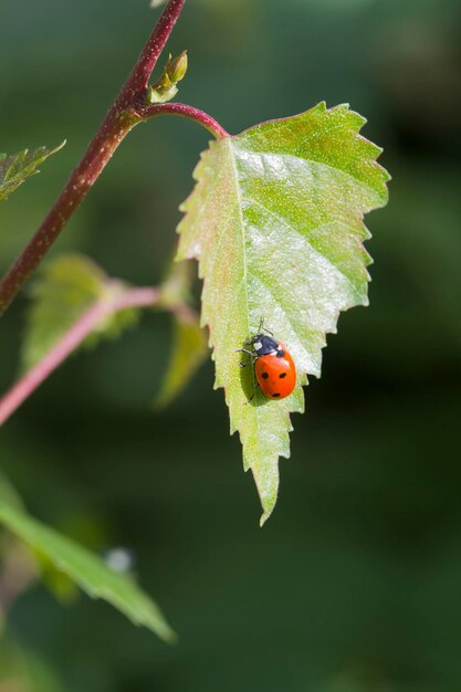 Close-up of ladybug on leaf