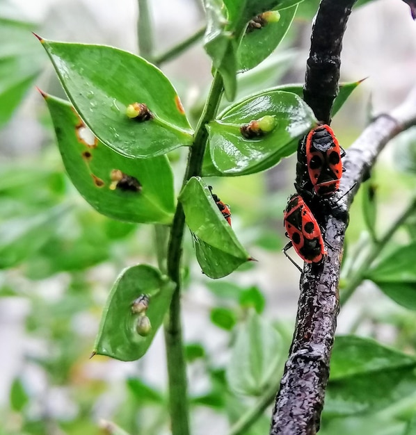 Photo close-up of ladybug on leaf