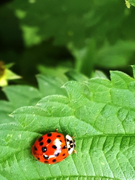 Foto prossimo piano della coccinella sulla foglia