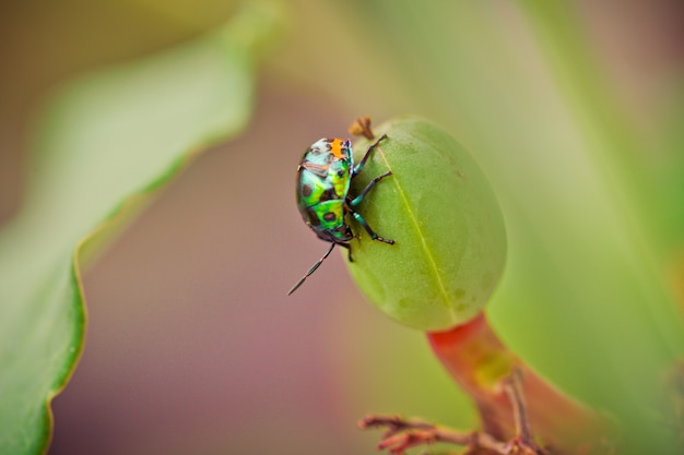 写真 閉じる花の上に蓮の虫