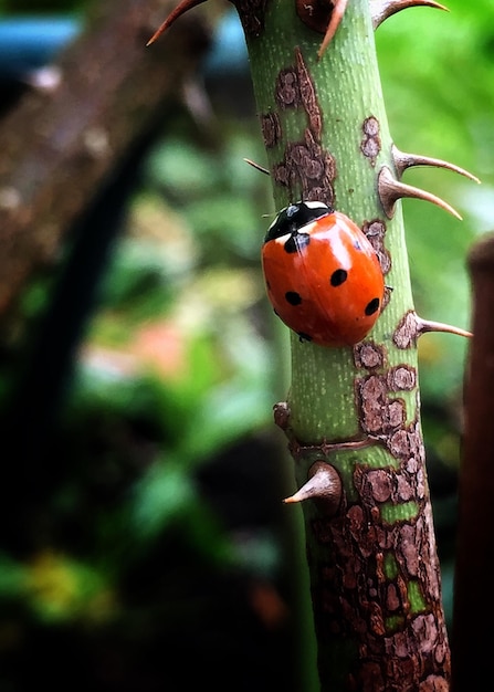 Close-up of ladybug on plant stem