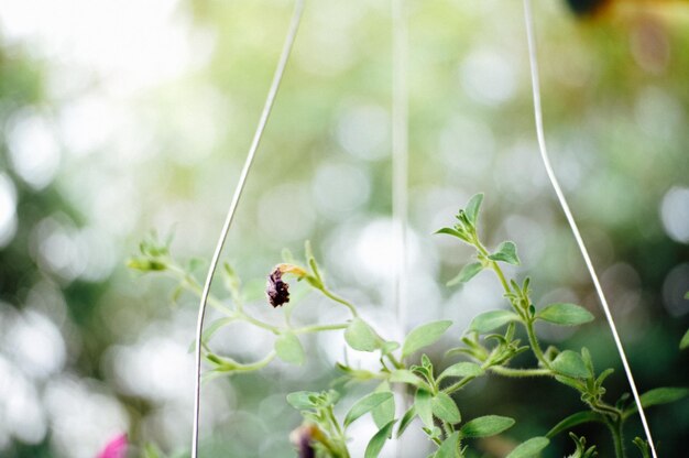 Photo close-up of ladybug on plant