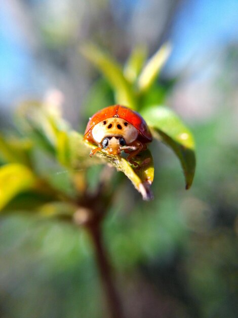 Foto prossimo piano della coccinella sulla pianta