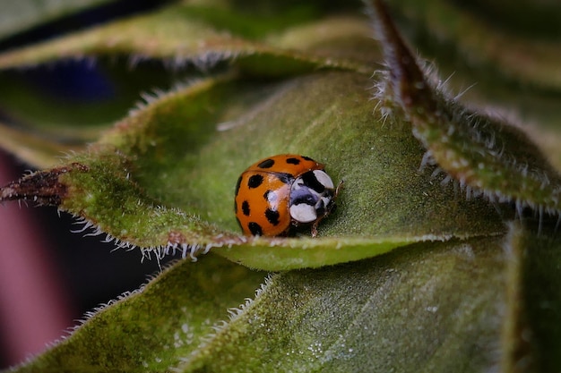 植物上のカメラバッグのクローズアップ