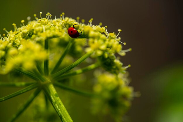 Foto prossimo piano della coccinella sulla pianta