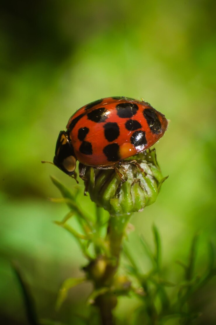 Photo close-up of ladybug on plant