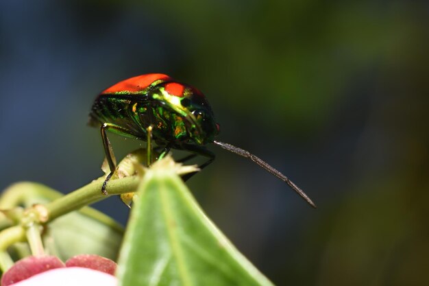 Photo close-up of ladybug on plant