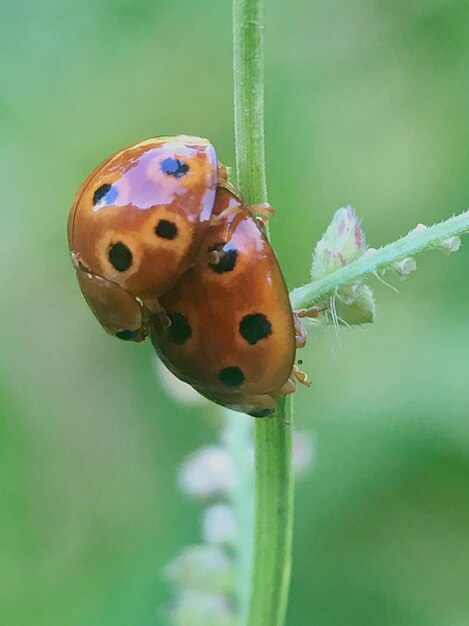 Close-up of ladybug on plant