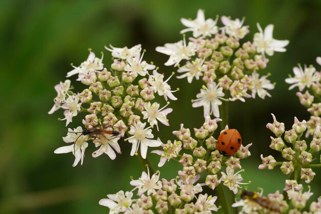 Foto prossimo piano della coccinella sulla pianta