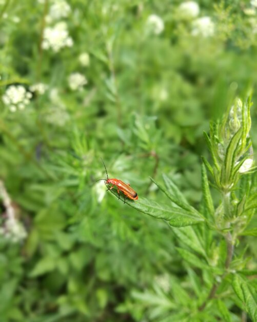 Close-up of ladybug on plant