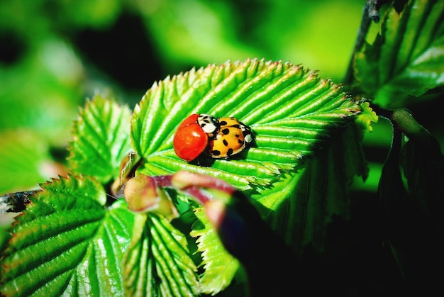 Photo close-up of ladybug on plant