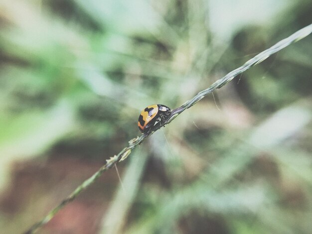 Close-up of ladybug on plant