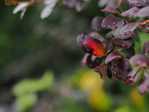 Photo close-up of ladybug on plant