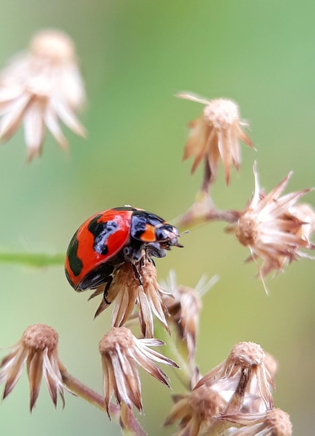 Foto prossimo piano della coccinella sulla pianta