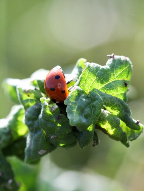 Foto prossimo piano della coccinella sulla pianta