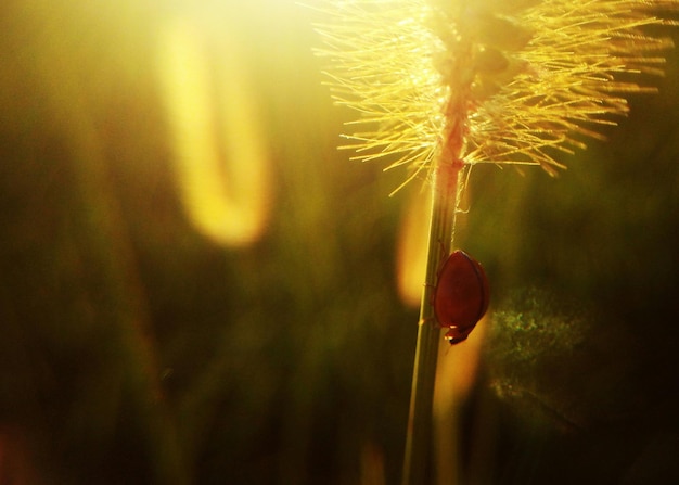 Foto prossimo piano della coccinella sulla pianta