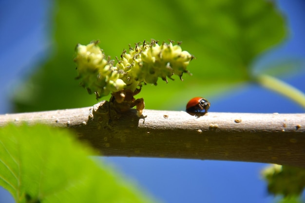 close-up of ladybug on plant