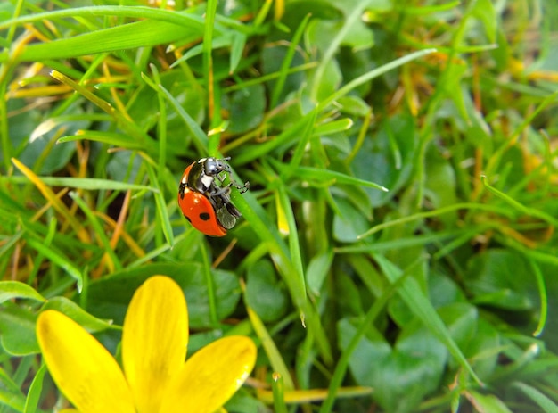 Foto close-up di una coccinella in una pianta