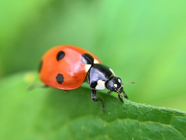 Close-up of ladybug on plant