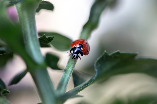 Close-up of ladybug on plant