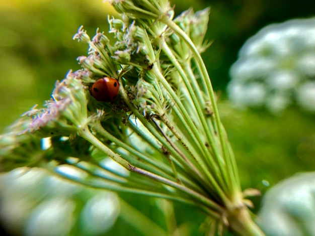 Photo close-up of ladybug on plant