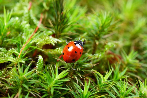 Photo close-up of ladybug on plant