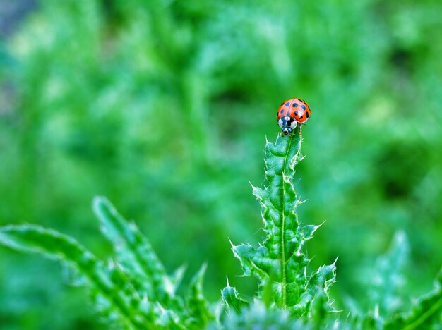 Photo close-up of ladybug on plant