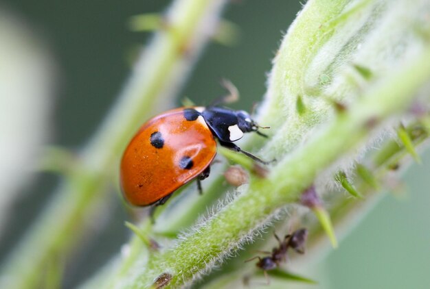 Foto prossimo piano della coccinella sulla pianta