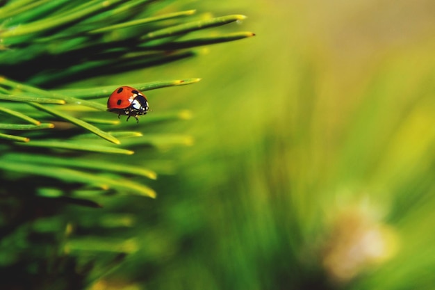 Foto prossimo piano della coccinella sulla pianta