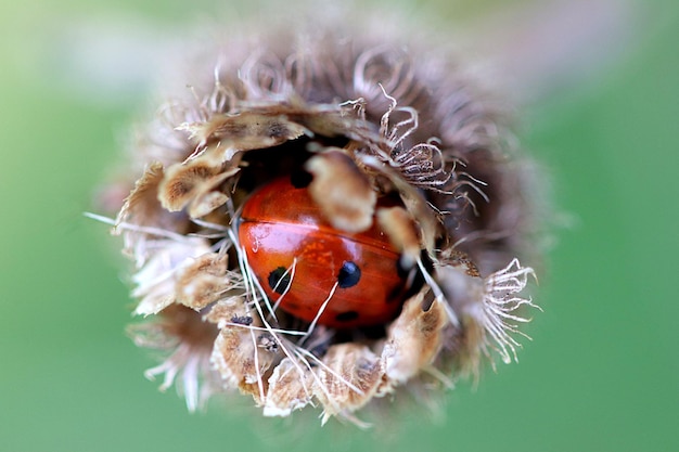 Foto prossimo piano della coccinella sulla pianta