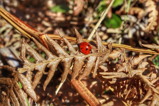 Photo close-up of ladybug on plant