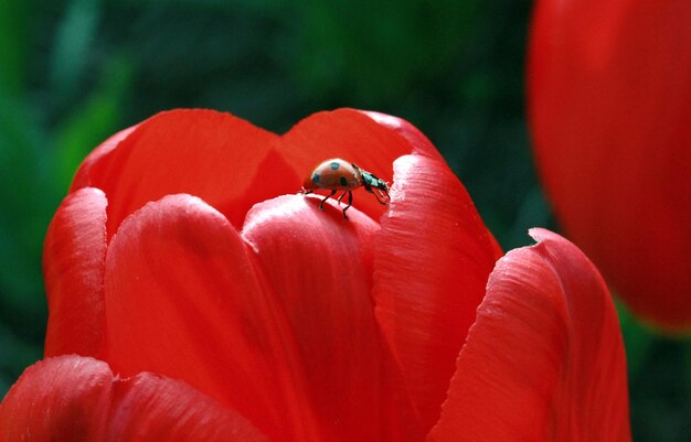 Photo close-up of ladybug on red flower