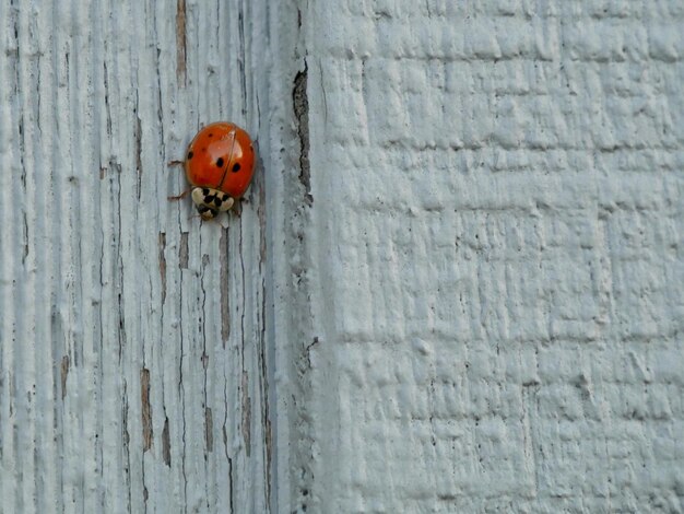 Foto prossimo piano di una coccinella su una foglia rossa