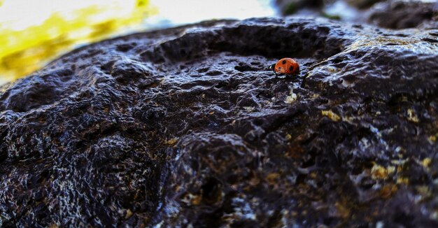 Foto prossimo piano della coccinella sulla roccia