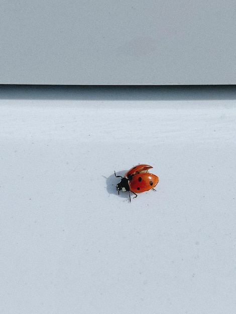 Foto prossimo piano della coccinella sul muro