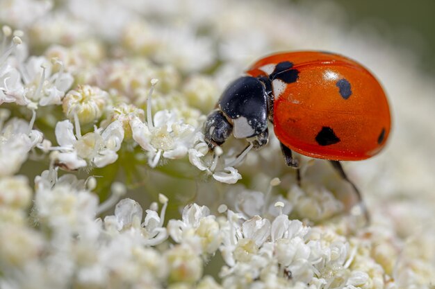 Photo close-up of ladybug on white flower