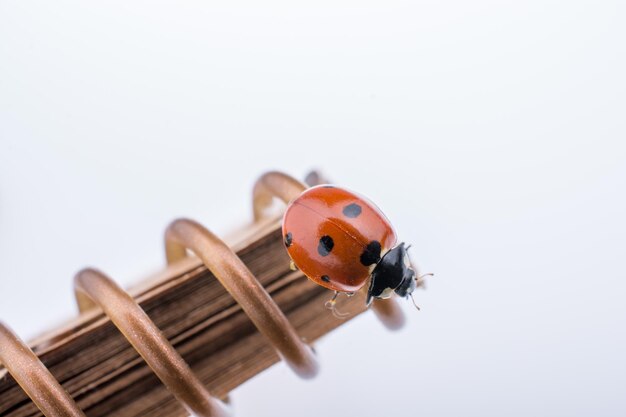 Foto close-up di coccinella su legno su sfondo bianco